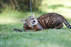 playing Toyger