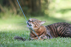 playing Toyger