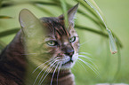 Toyger portrait