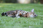 playing Toyger