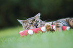 playing Toyger