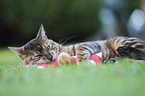 playing Toyger
