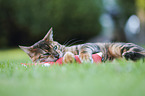 playing Toyger