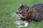 Toyger