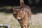 walking Toyger