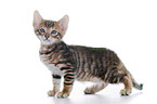 Toyger Kitten in front of white background