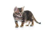 Toyger Kitten in front of white background