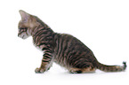 Toyger Kitten in front of white background