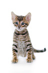 Toyger Kitten in front of white background