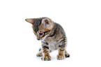 Toyger Kitten in front of white background