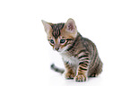 Toyger Kitten in front of white background