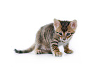 Toyger Kitten in front of white background