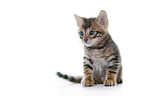 Toyger Kitten in front of white background