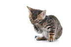 Toyger Kitten in front of white background