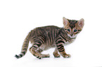Toyger Kitten in front of white background