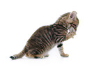 Toyger Kitten in front of white background