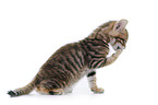 Toyger Kitten in front of white background