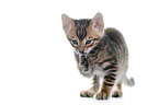 Toyger Kitten in front of white background