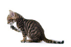 Toyger Kitten in front of white background