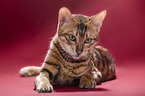 Toyger in front of red background