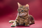 Toyger in front of red background