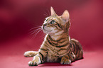 Toyger in front of red background
