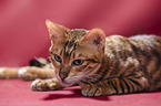 Toyger in front of red background