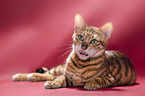 Toyger in front of red background
