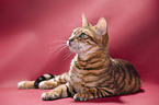 Toyger in front of red background