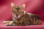 Toyger in front of red background