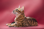 Toyger in front of red background