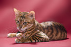 Toyger in front of red background