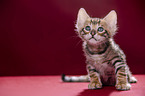 Toyger Kitten in front of red background