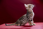 Toyger Kitten in front of red background