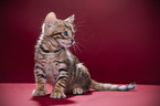 Toyger Kitten in front of red background