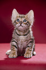 Toyger Kitten in front of red background