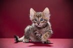 Toyger Kitten in front of red background