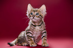 Toyger Kitten in front of red background