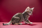 Toyger Kitten in front of red background