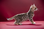 Toyger Kitten in front of red background