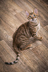 sitting Toyger