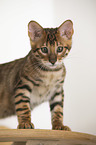 Toyger in front of white background