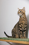 Toyger in front of white background