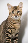 Toyger in front of white background