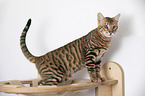 Toyger in front of white background