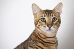 Toyger in front of white background
