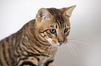 Toyger in front of white background