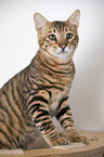 Toyger in front of white background