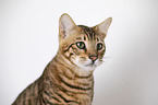 Toyger in front of white background