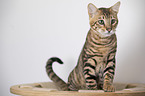 Toyger in front of white background